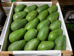 Palta Fuerte